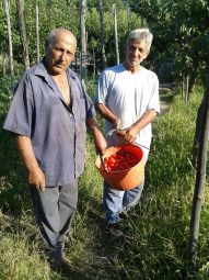 Raccolta del Pomodorino di Corbara